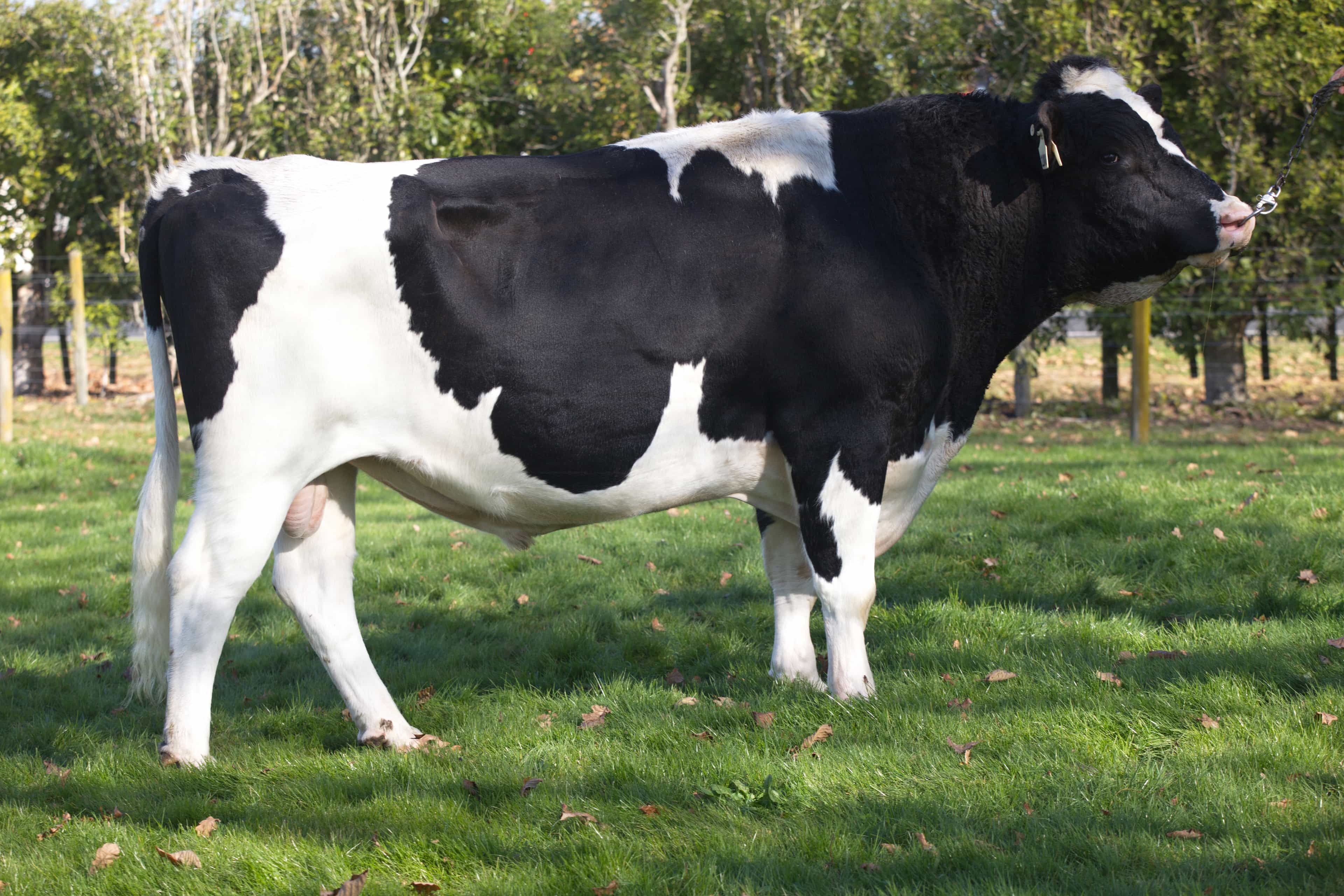 GRANDEUR - Génétique Pâturante