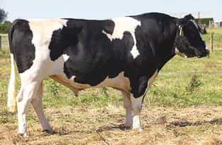 BUSTER - Génétique Pâturante