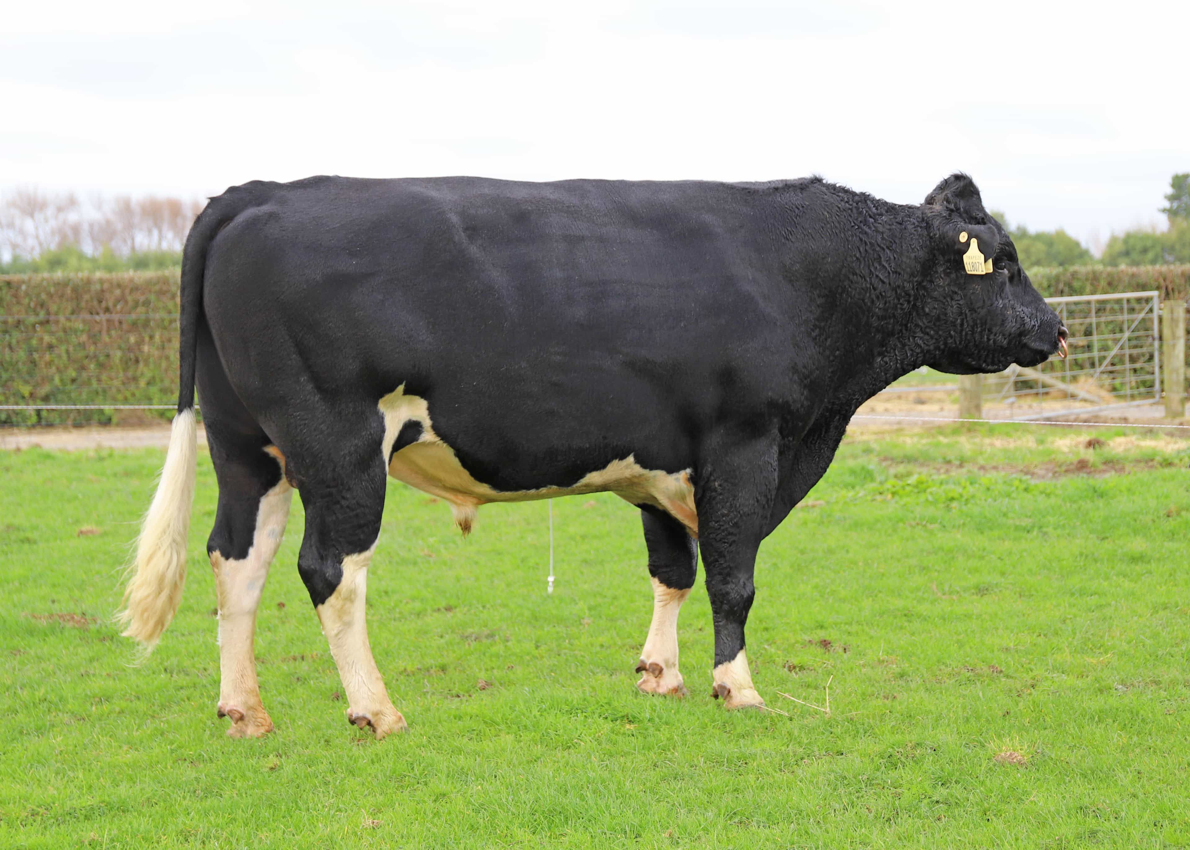 TRAPEZE - Génétique Pâturante