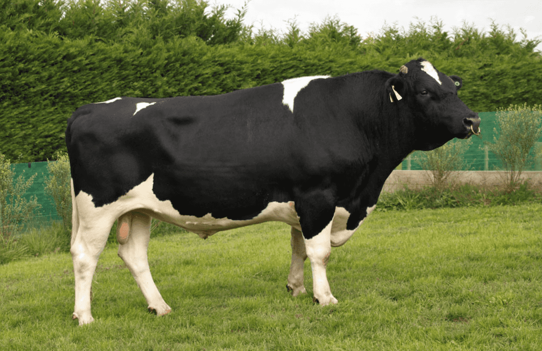 GALANT - Génétique Pâturante