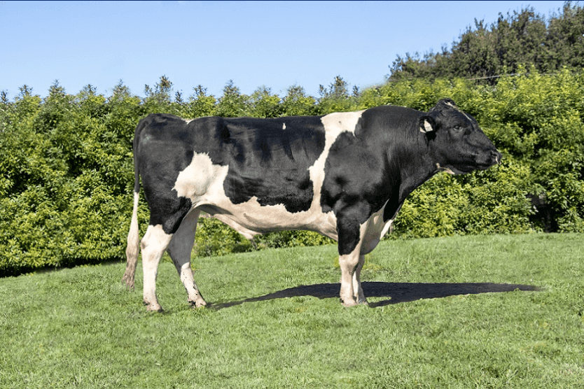 GLACIER - Génétique Pâturante