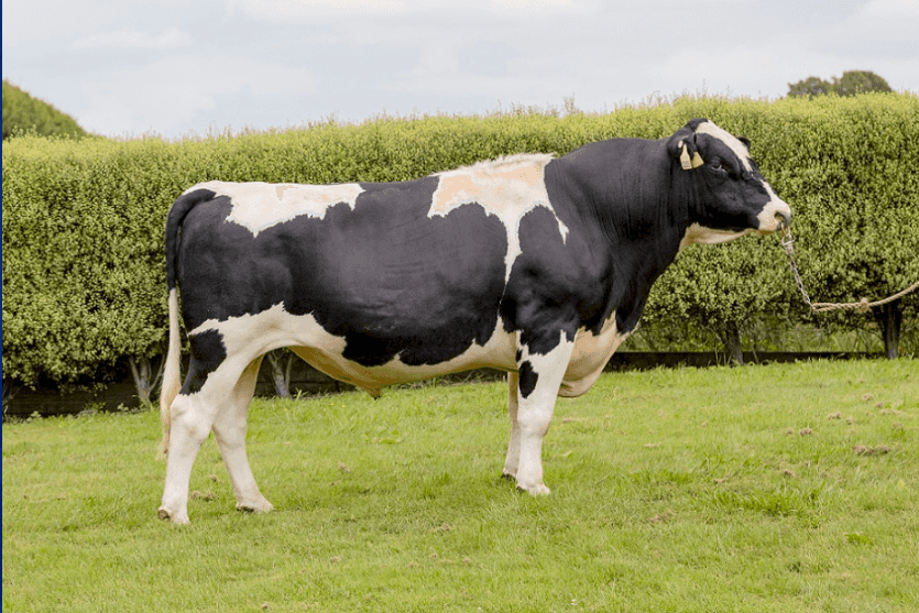 MONOPOLL P - Kiwicross