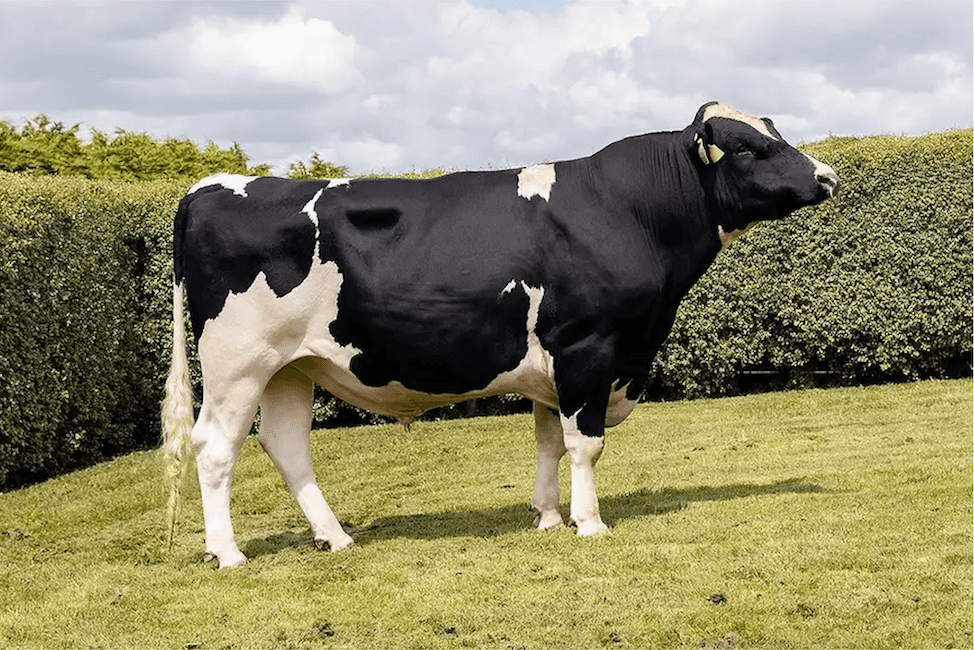 SEVERYN - Génétique Pâturante