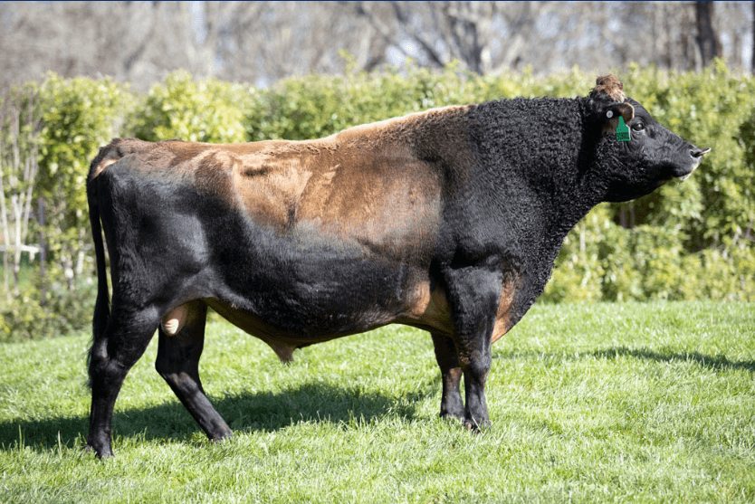 LUCCA - Génétique Pâturante