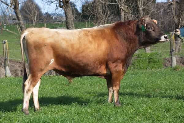 SUPERMAN - Génétique Pâturante