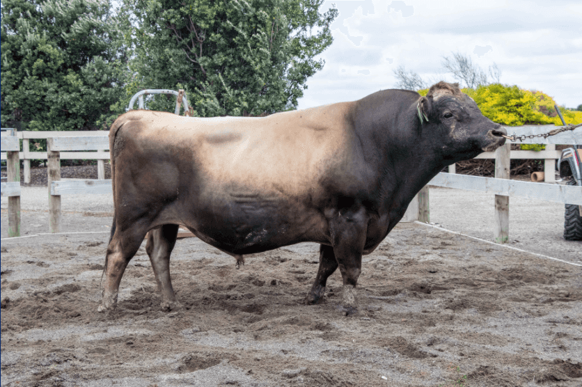 LEXICON - Génétique Pâturante