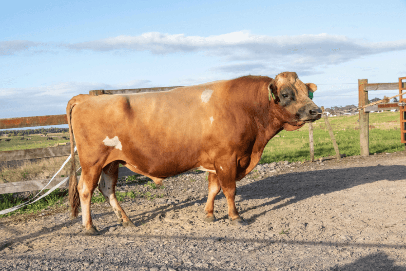 MONTAGE - Génétique Pâturante