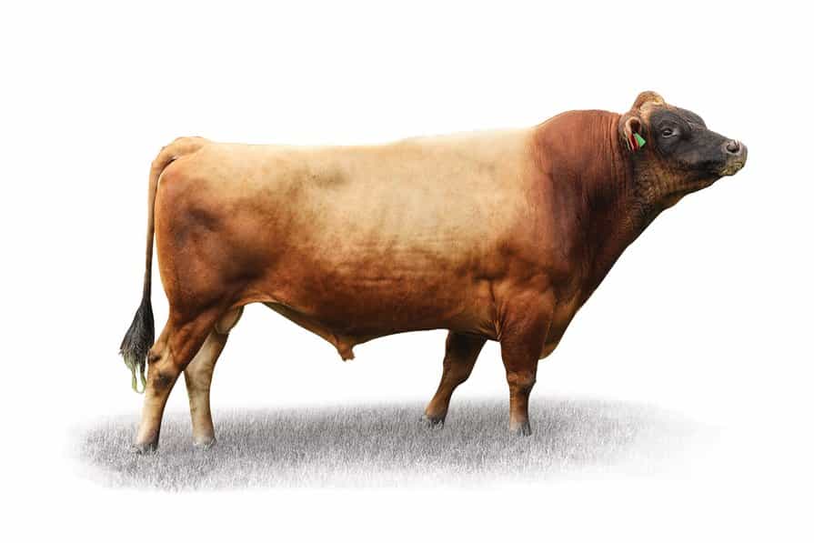 BERKLY - Génétique Pâturante