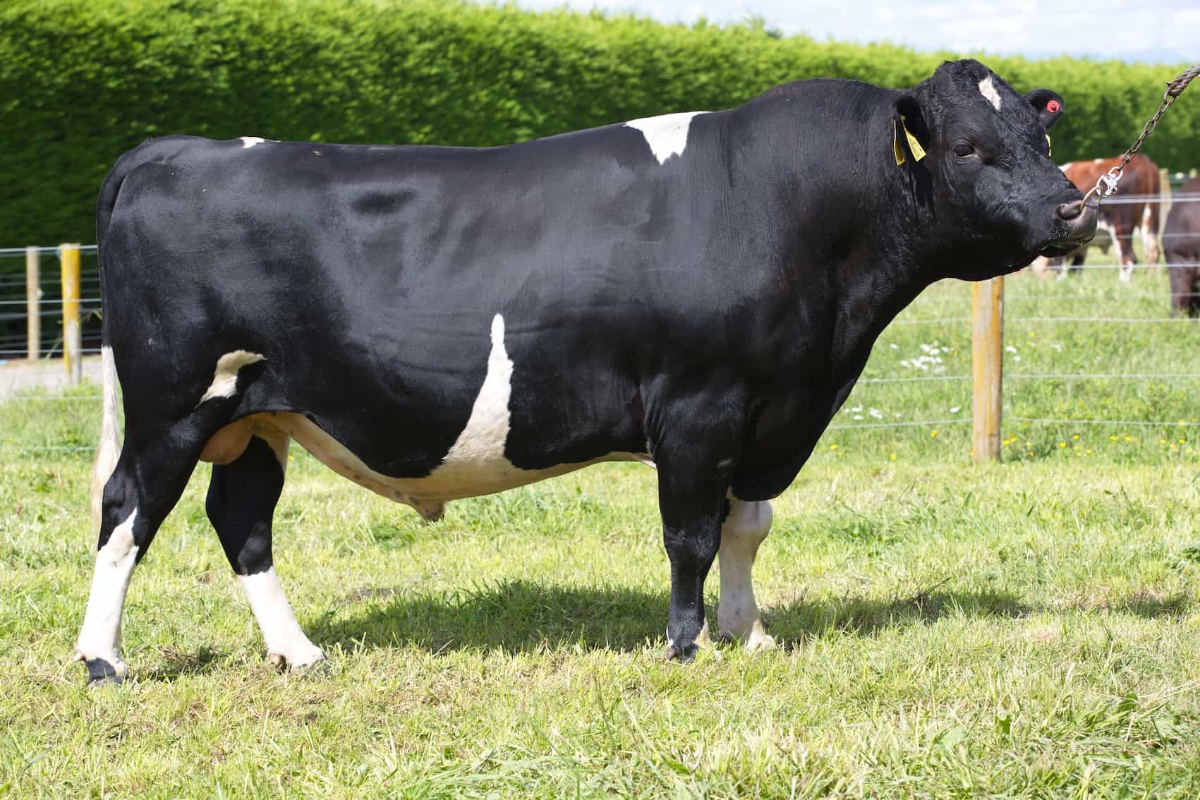 CRITICAL - Kiwicross