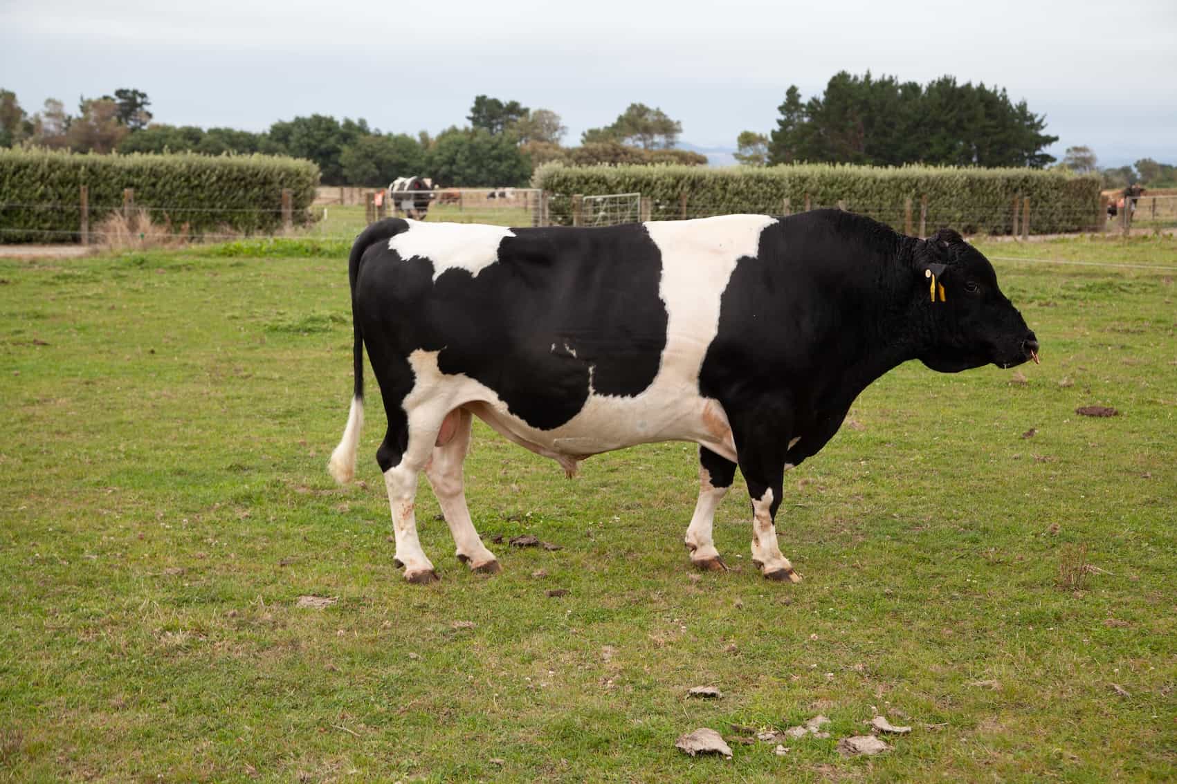 SPRINGFIELD - Kiwicross