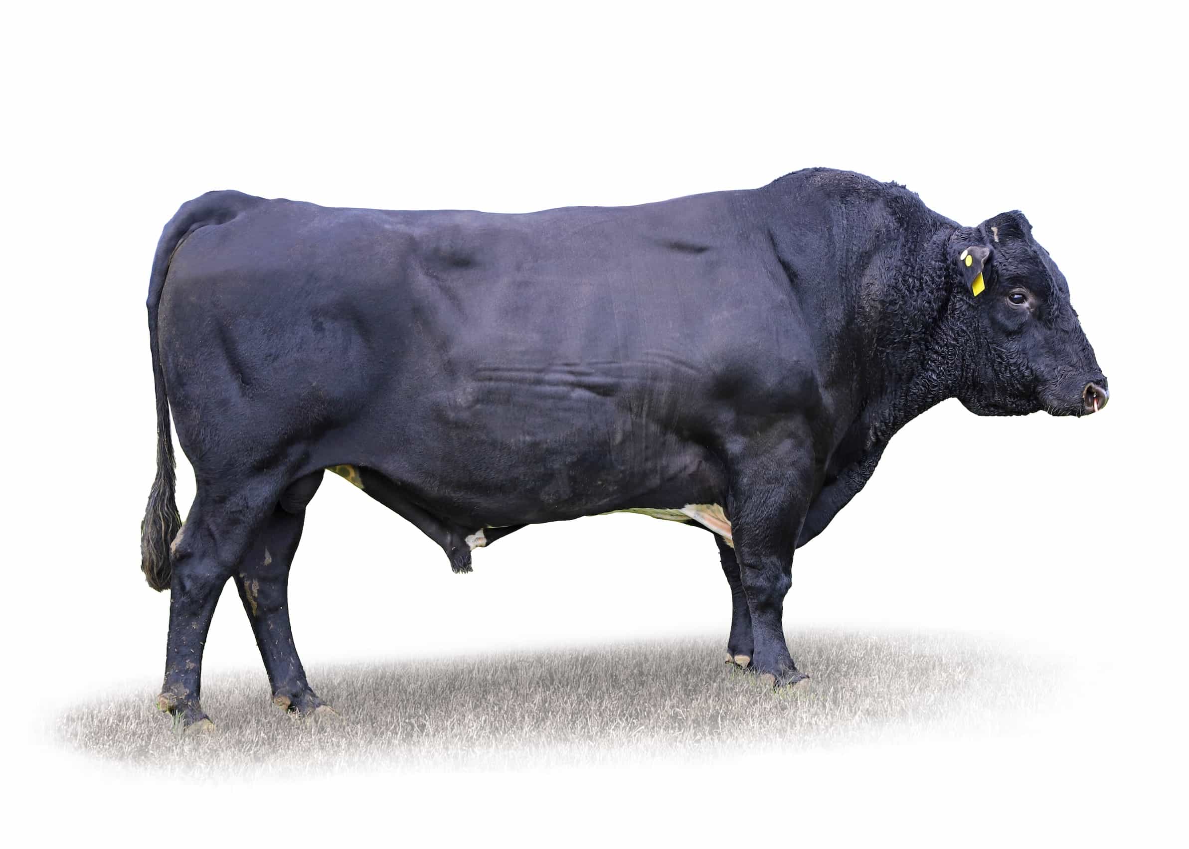 HARDCOPY - Kiwicross