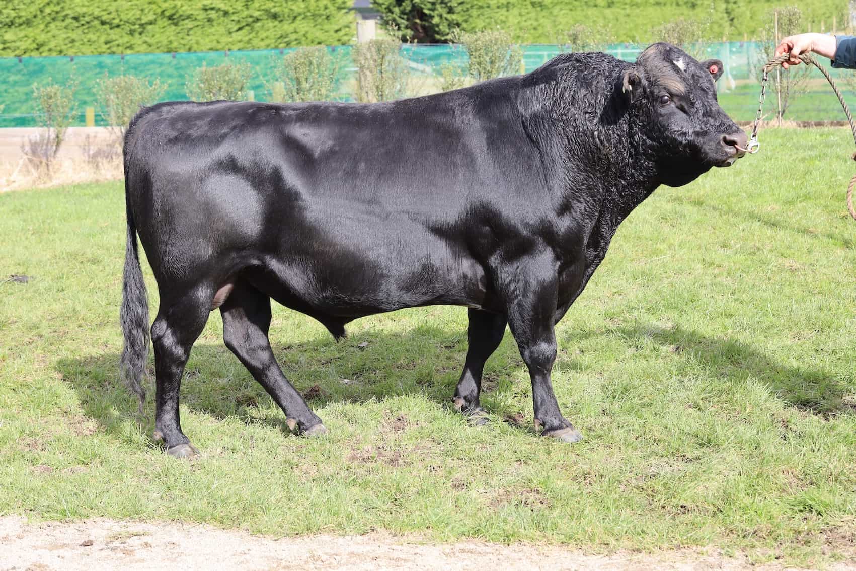 PROFESSIONAL - Kiwicross