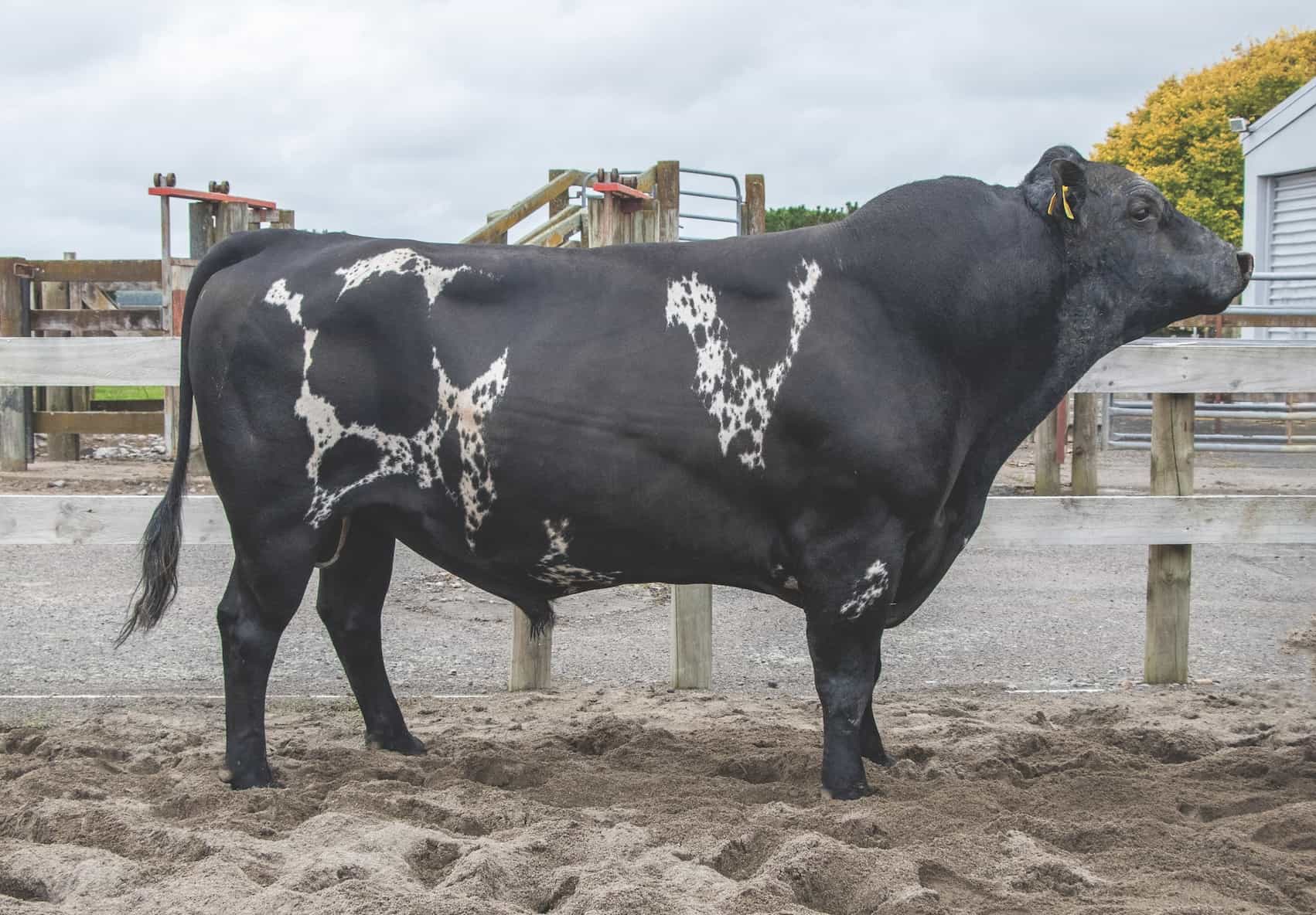 KRYPTONITE - Kiwicross