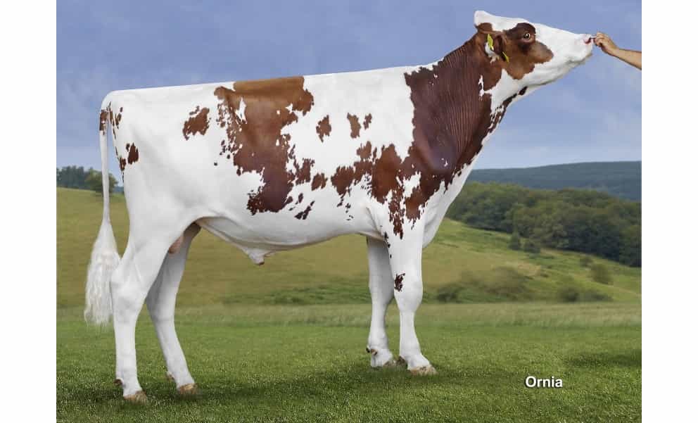 AJAX P RED - Holstein
