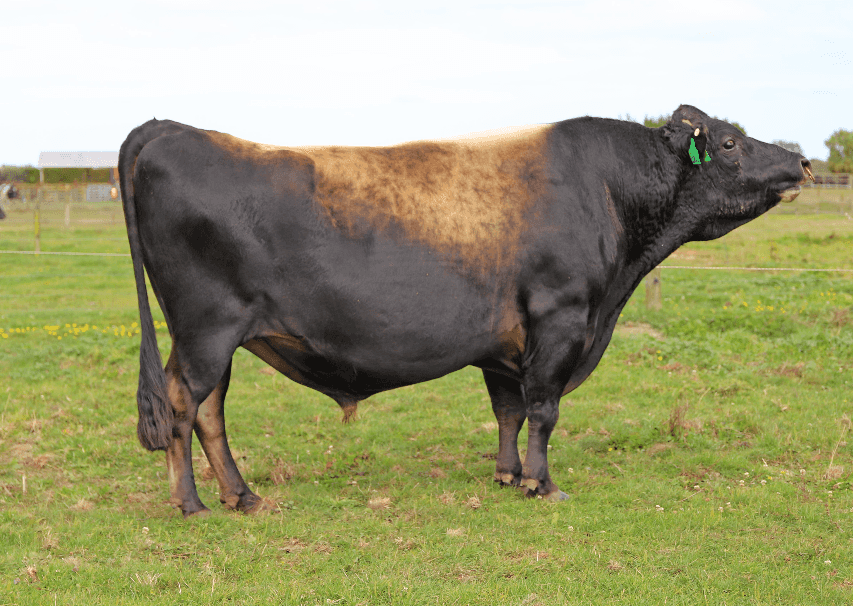 BANFF - Génétique Pâturante