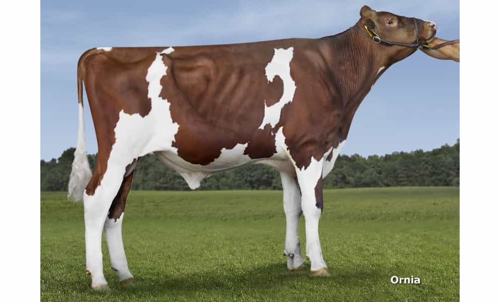 ARIZONAP R - Holstein