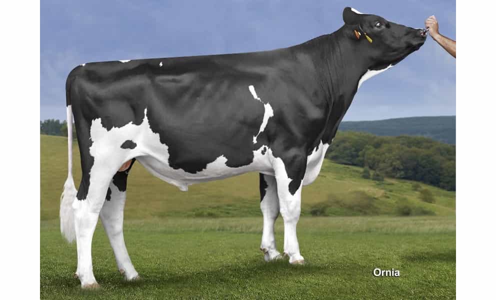 NG SPRI - Holstein