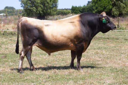 HOSS - Génétique Pâturante