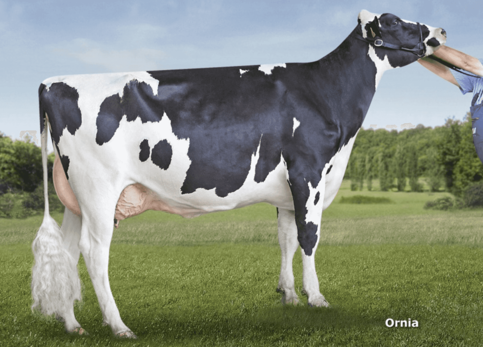 IMPERIAL - Holstein