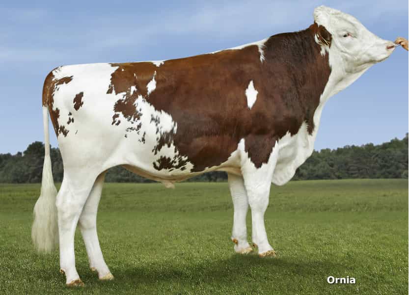 Jorky - Montbeliarde