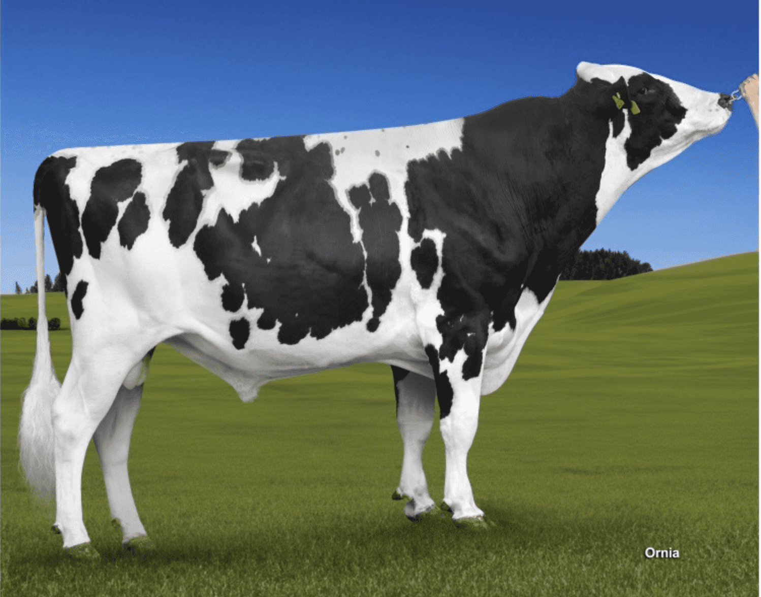 KODAK MAN - Holstein