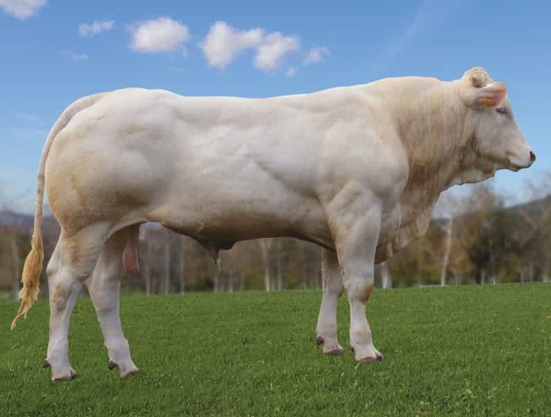 Leker - Blonde d'aquitaine