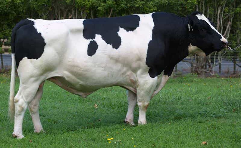 GAUNTLET - Génétique Pâturante