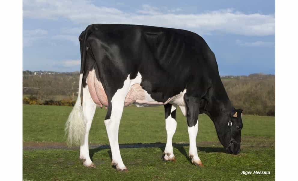 MOKA ALIRO - Holstein