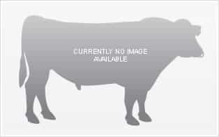 IMPOSSIBLE - Génétique Pâturante