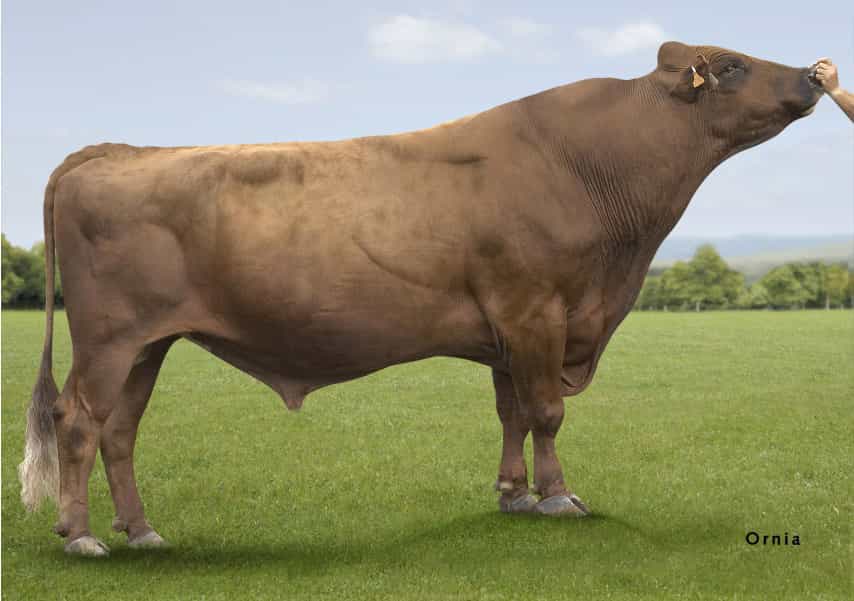 Oslo - Rouge Suedoise