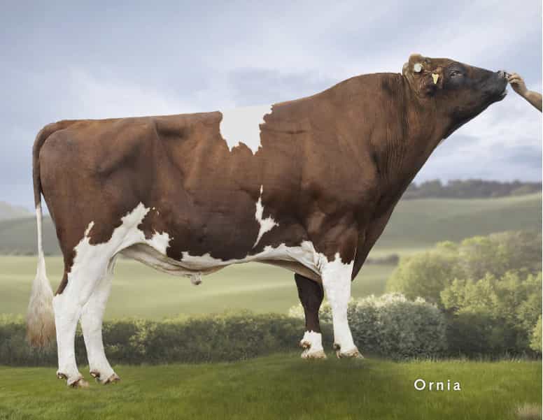 Peter - Rouge Suedoise