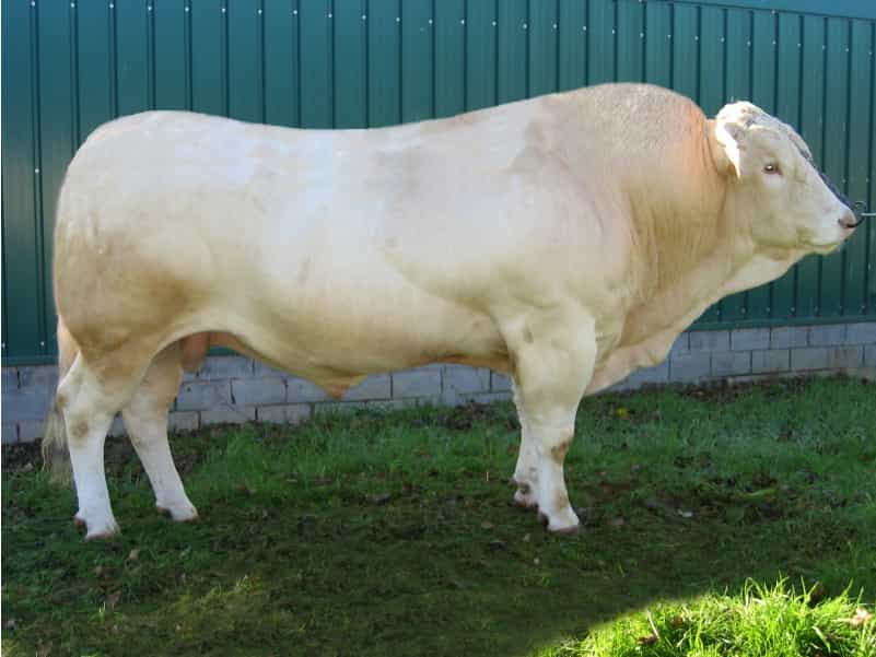 Peyo - Blonde d'aquitaine