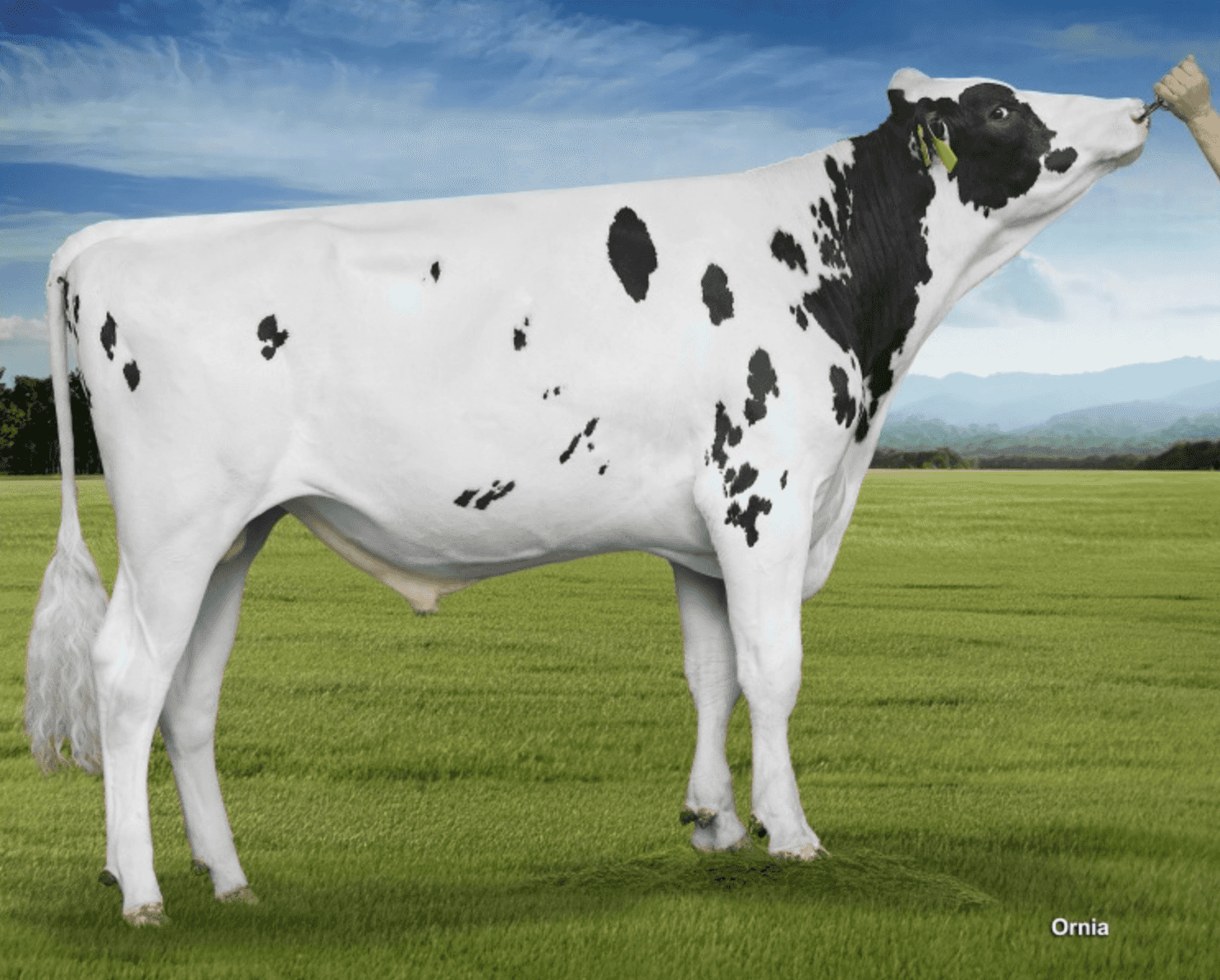 PRESION - Holstein
