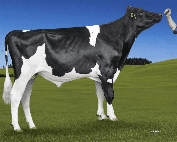 PUMA ALH - Holstein
