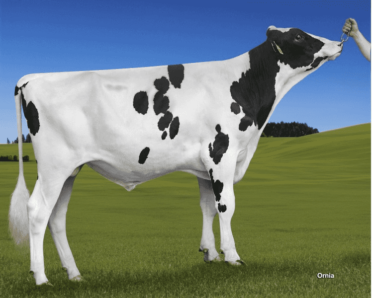SAMSUNG P - Holstein