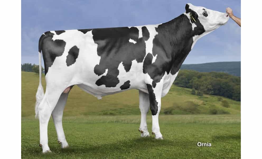 BOOKINGSKY - Holstein