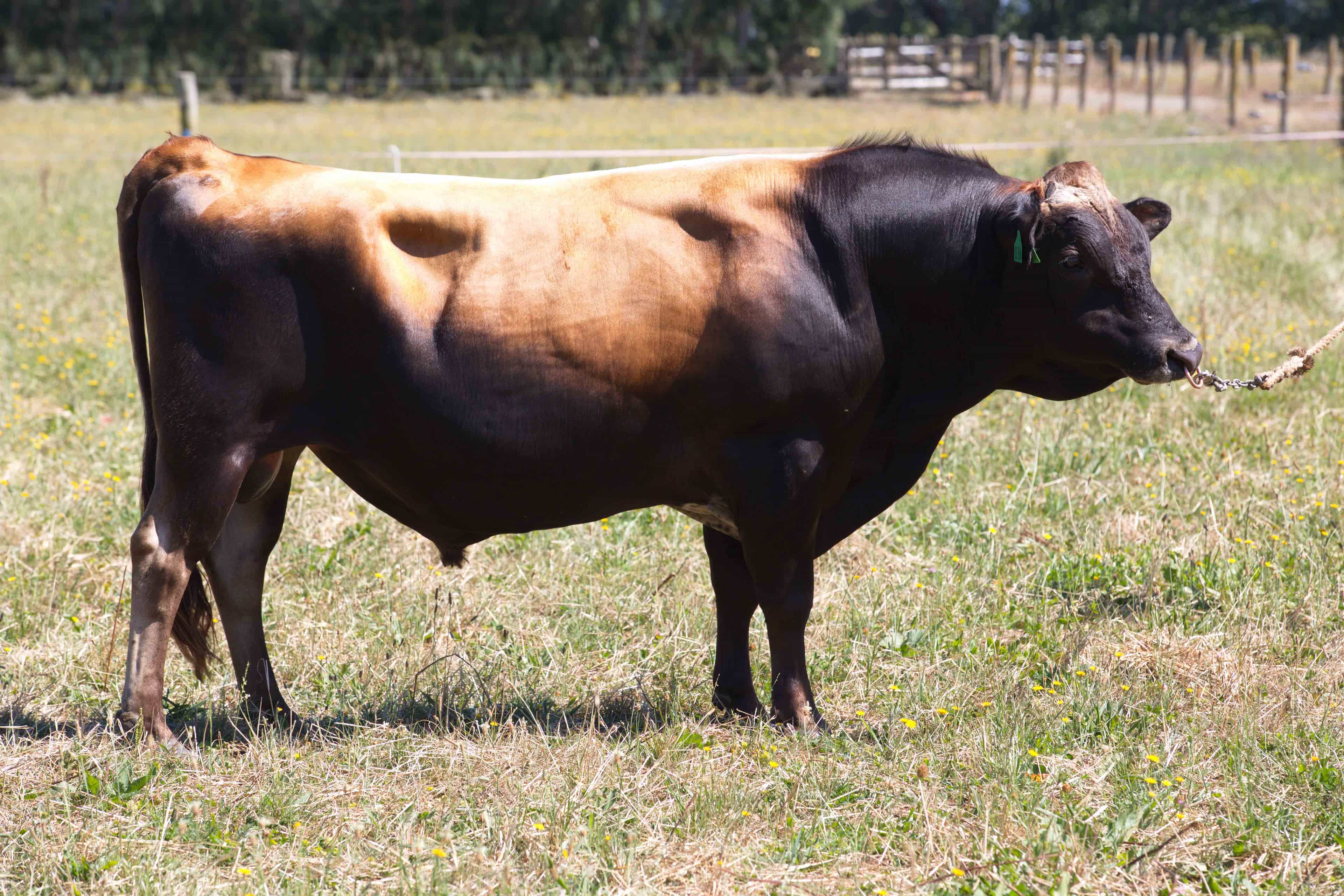 WISEGUY - Génétique Pâturante