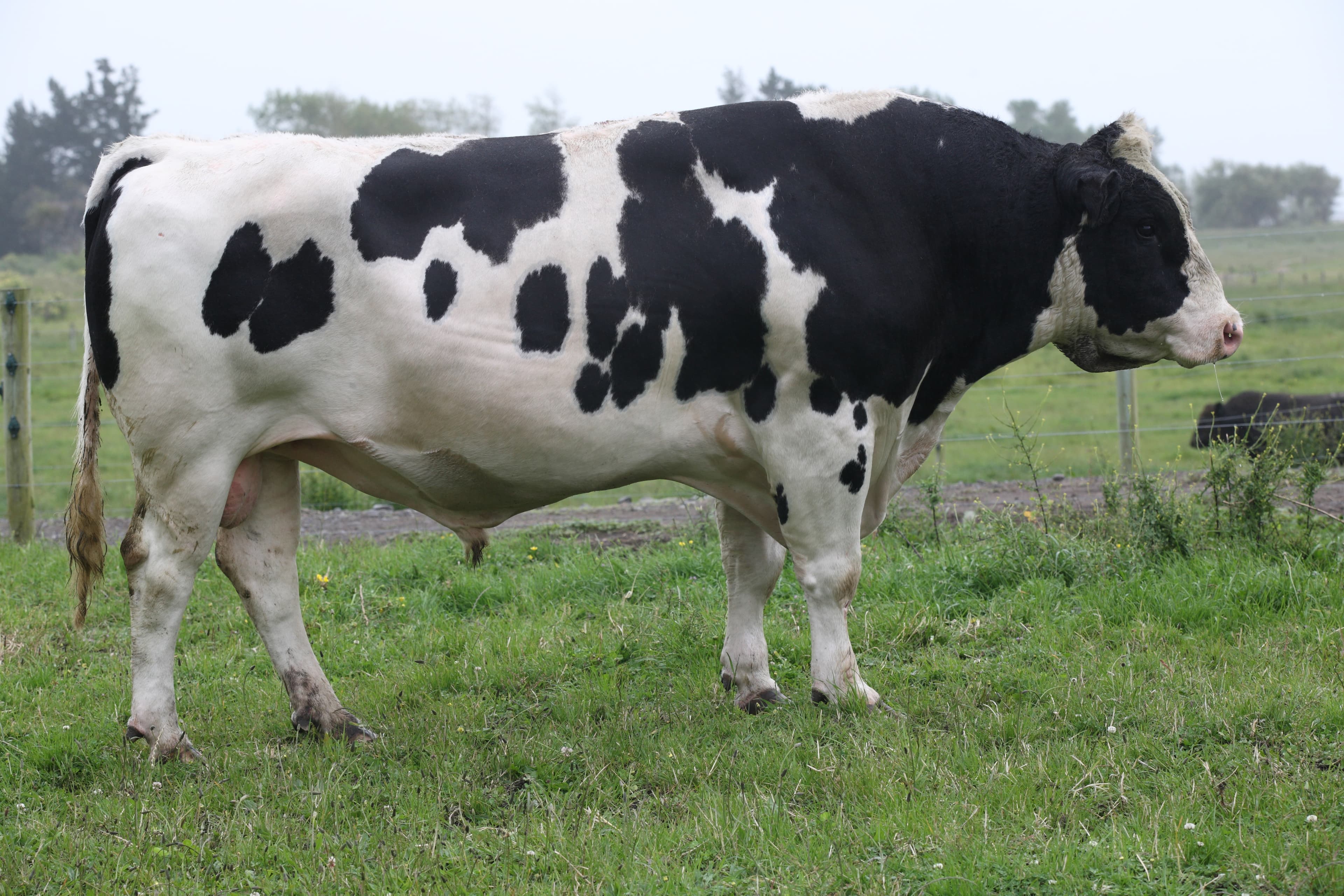 Image de `whinlea Dan Supersonic ET