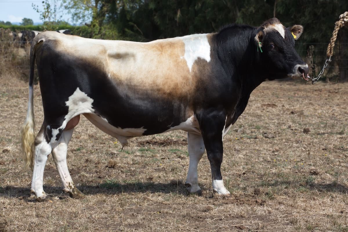 Image de Arkan Bt Zambezi S3J