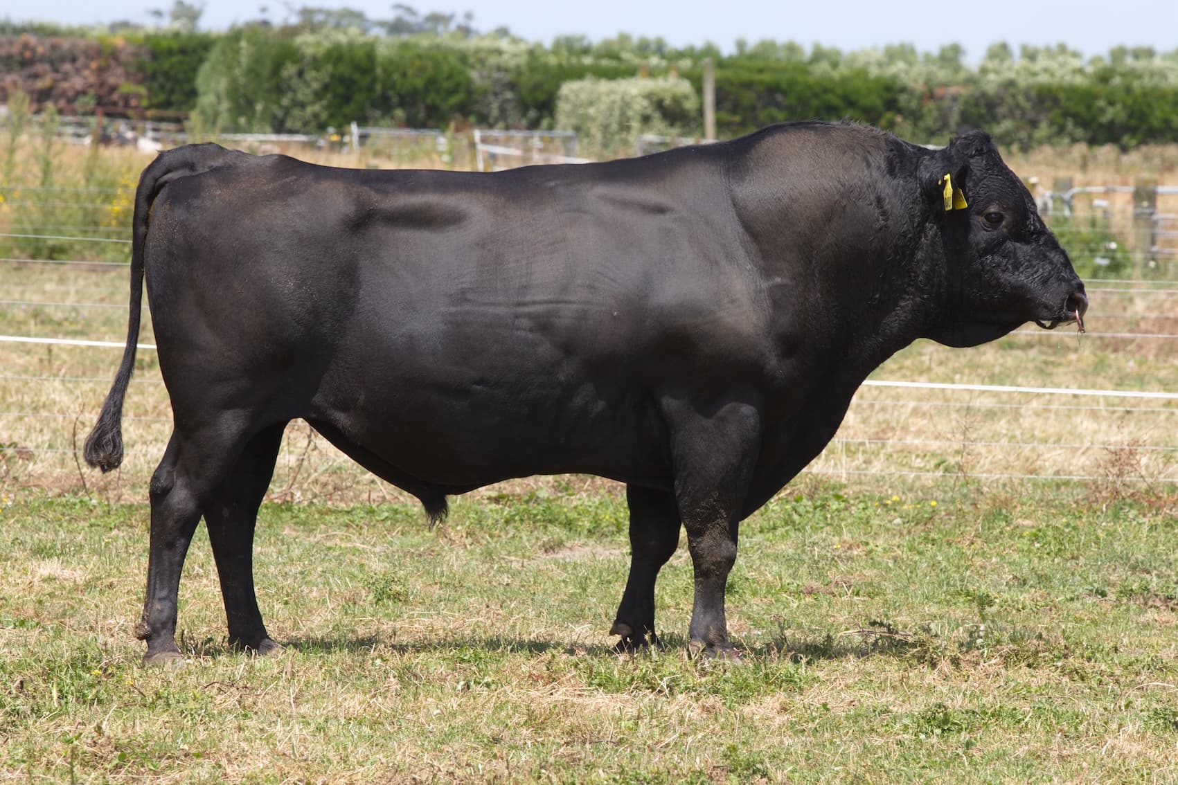 Image de WOODWARDS SPOT ON 