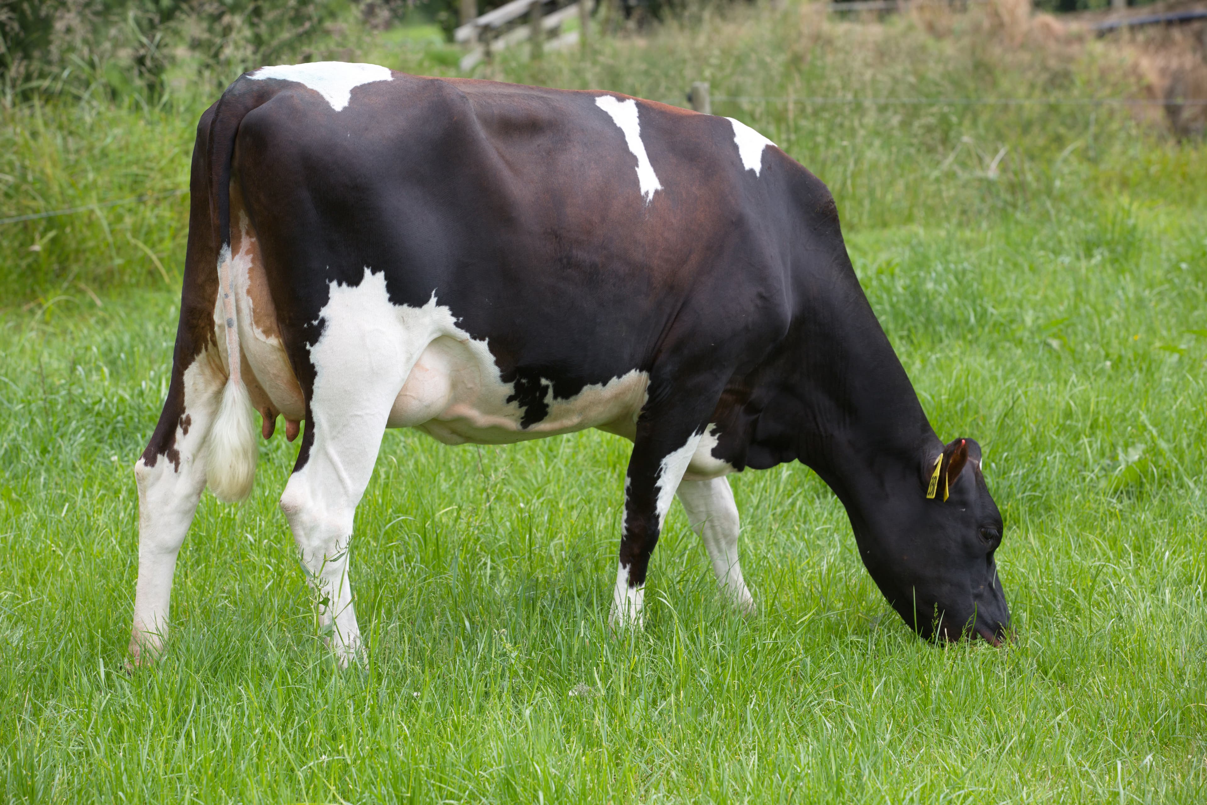 Image de HYJINKS SNAPPER