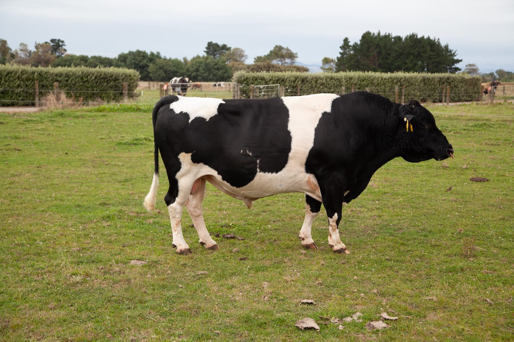 Image de HOWSES SPRINGFIELD