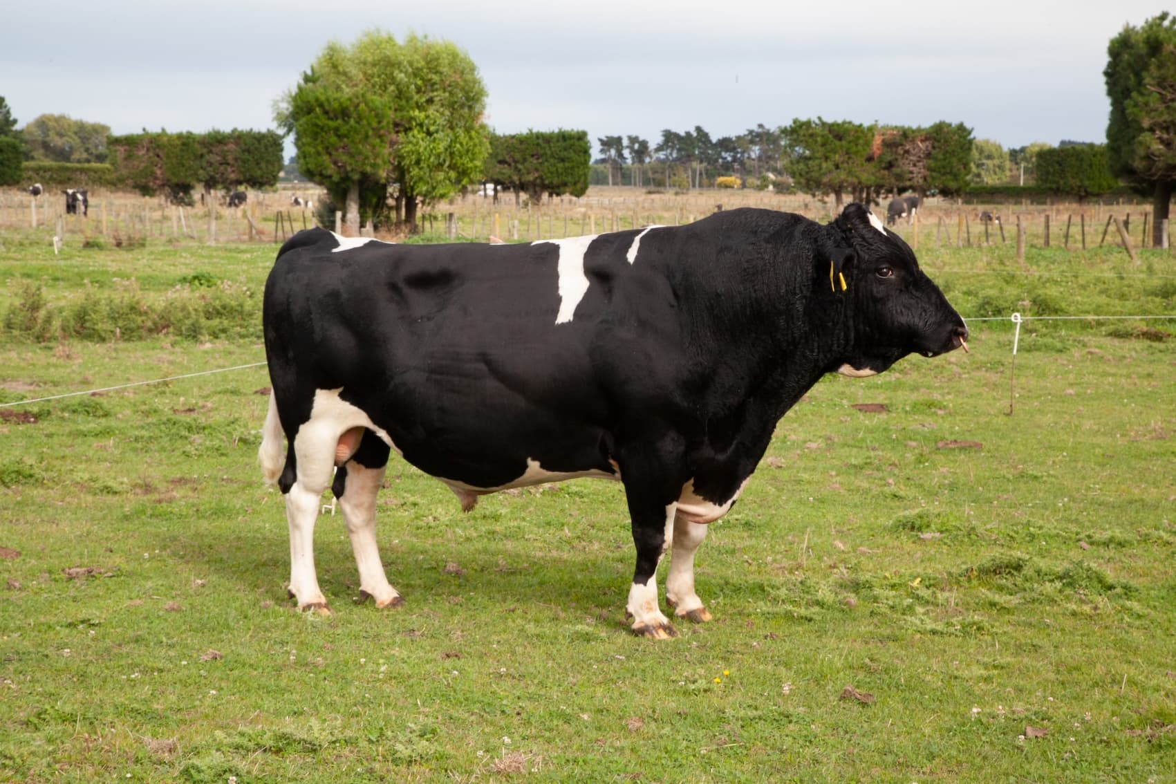 Image de LUCK-AT-LAST INSPIRED-ET 