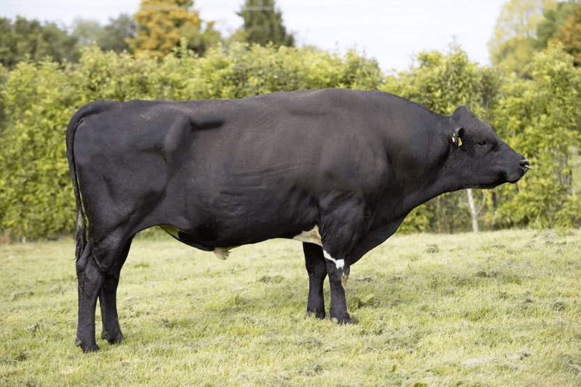 Image de GORDONS FLASH-GORDON 