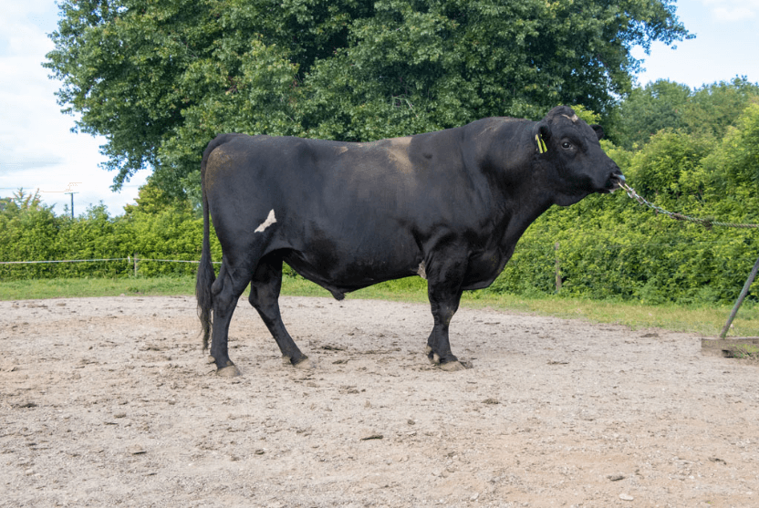 Image de ARKANS BAILIFF 