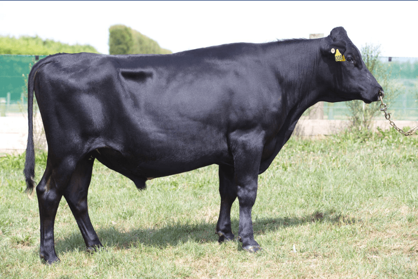 Image de JULIAN MULTIPLIER-ET 