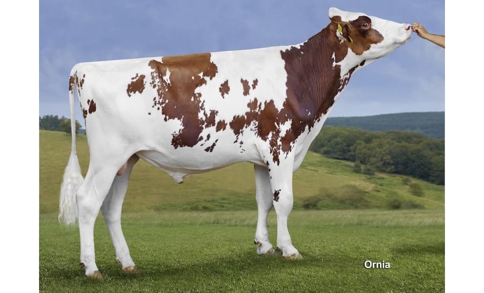 Image de Alh Ajax P Red