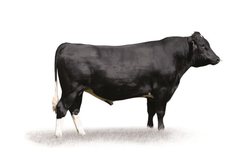 Image de Arkan Mgh Backdrop ET S2F