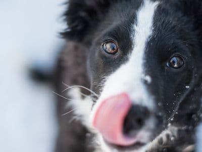 Les maladies génétiques chez le Border Collie