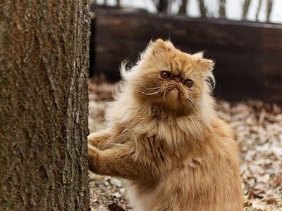 Zoom sur la polykystose rénale du chat persan (PKD)